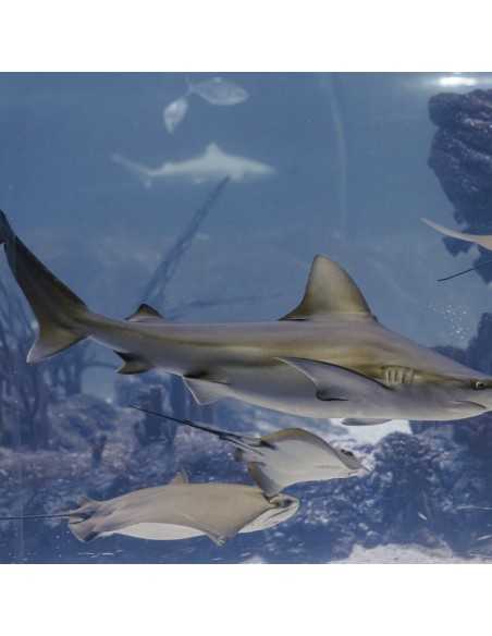 Entradas Atlantis Aquarium desde 10,90 €🎟️🐟37% Dto