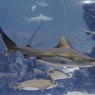 Entradas Atlantis Aquarium desde 10,90 €🎟️🐟37% Dto