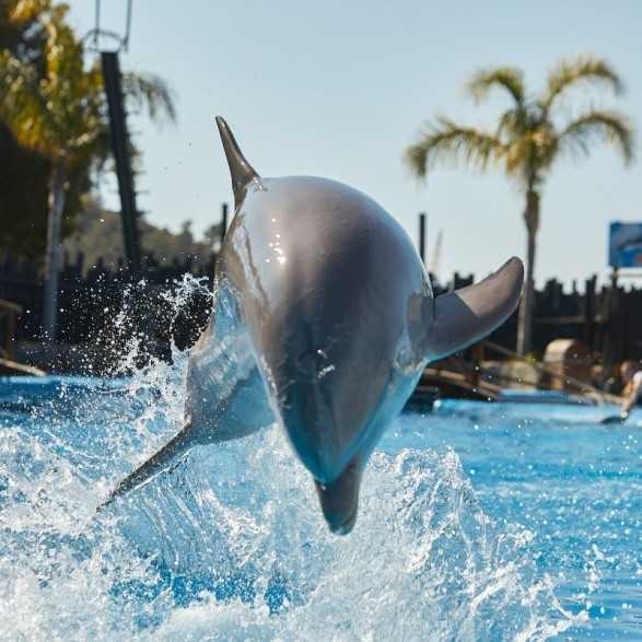 Entradas Mundomar Benidorm desde 22€ 16% Descuento