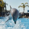 Entradas Mundomar Benidorm desde 22€ 16% Descuento