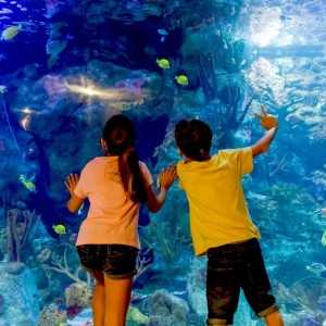 Entradas Mundomar Benidorm desde 22€ 16% Descuento 2