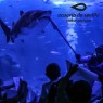 Entradas Acuario de Sevilla 12€🐠 Precios y horarios