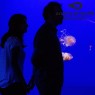 Entradas Acuario de Sevilla 12€🐠 Precios y horarios