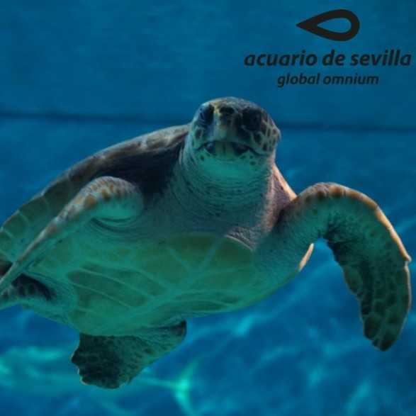 Entradas Acuario de Sevilla 12€🐠 Precios y horarios