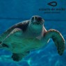 Entradas Acuario de Sevilla 12€🐠 Precios y horarios