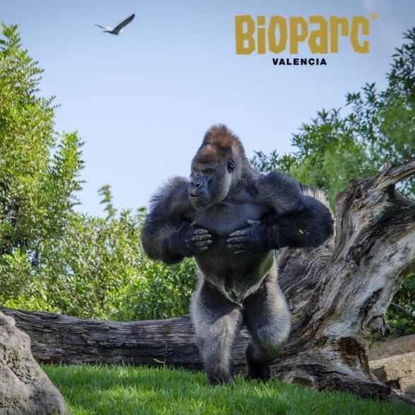 Entradas BIOPARC Valencia desde 21,70€ | Descuentos