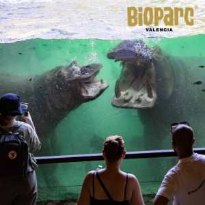 Entradas BIOPARC Valencia desde 21,70€ | Descuentos 2