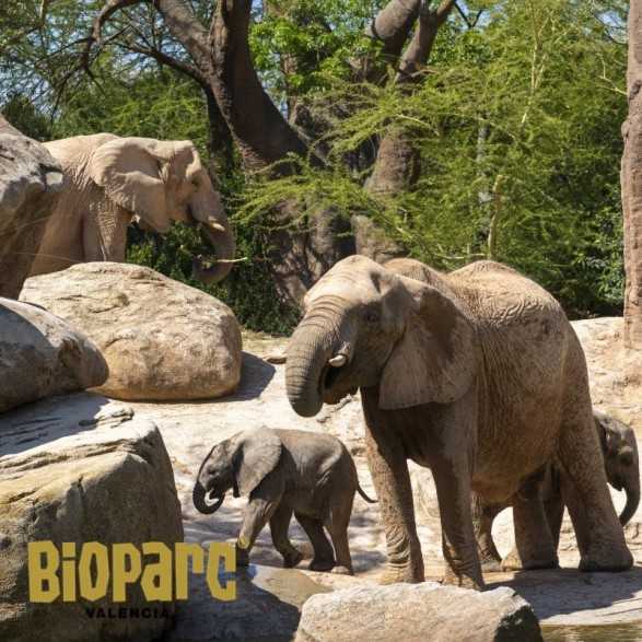 Entradas BIOPARC Valencia desde 21,70€ | Descuentos
