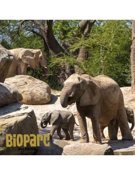 Entradas BIOPARC Valencia desde 21,70€ | Descuentos