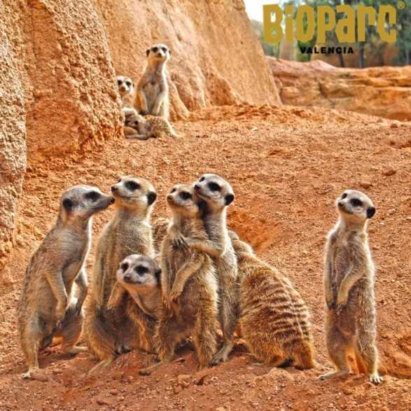 Entradas BIOPARC Valencia desde 21,70€ | Descuentos