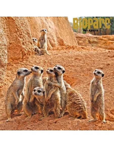 Entradas BIOPARC Valencia desde 21,70€ | Descuentos