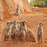 Entradas BIOPARC Valencia desde 21,70€ | Descuentos