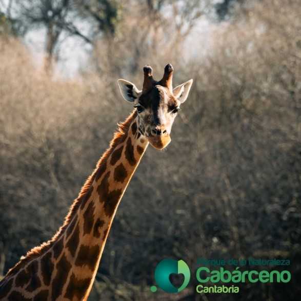 Entradas Cabárceno desde 25€ |Precios, ofertas y descuentos