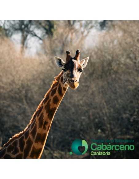 Entradas Cabárceno desde 25€ |Precios, ofertas y descuentos