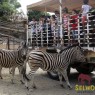 Entradas para Selwo Aventura desde 19,90 € | Descuentos