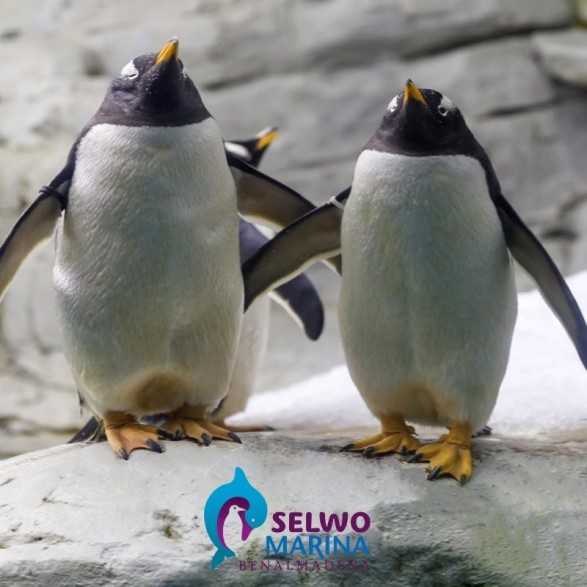 Entradas para Selwo Marina 15,53 € Descuento 35%