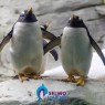 Entradas para Selwo Marina 15,53 € Descuento 35%