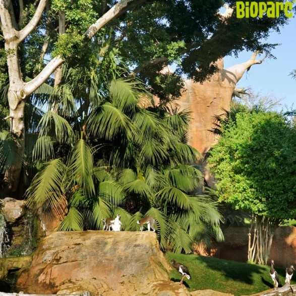 Entradas Bioparc Fuengirola desde 23 € | 2x1 y precios