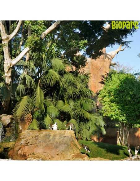 Entradas Bioparc Fuengirola desde 23 € | 2x1 y precios