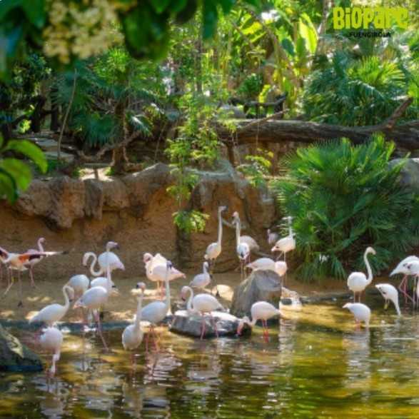 Entradas Bioparc Fuengirola desde 23 € | 2x1 y precios