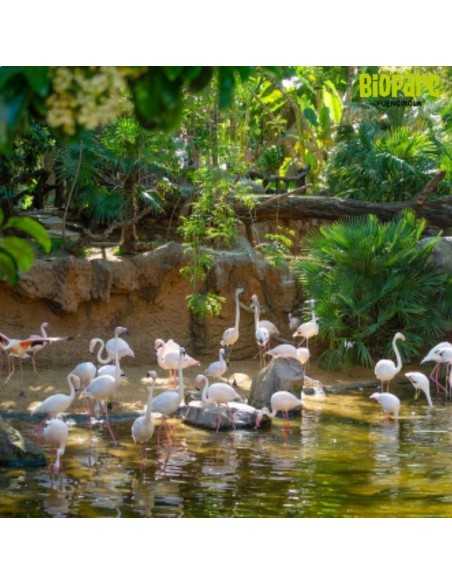 Entradas Bioparc Fuengirola desde 23 € | 2x1 y precios