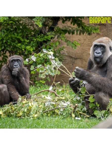 Entradas Bioparc Fuengirola desde 23 € | 2x1 y precios