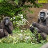 Entradas Bioparc Fuengirola desde 23 € | 2x1 y precios