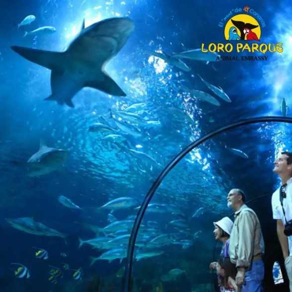 Entradas LORO PARQUE TENERIFE 16€ - Descuentos y Ofertas