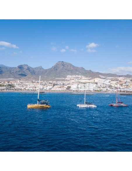 Avistamiento de ballenas y delfines en Tenerife desde 30€🐬