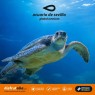 Entradas Acuario de Sevilla 12€🐠 Precios y horarios