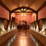 Cata de vinos en Alicante: visita a bodega 5 vinos 2 aceites