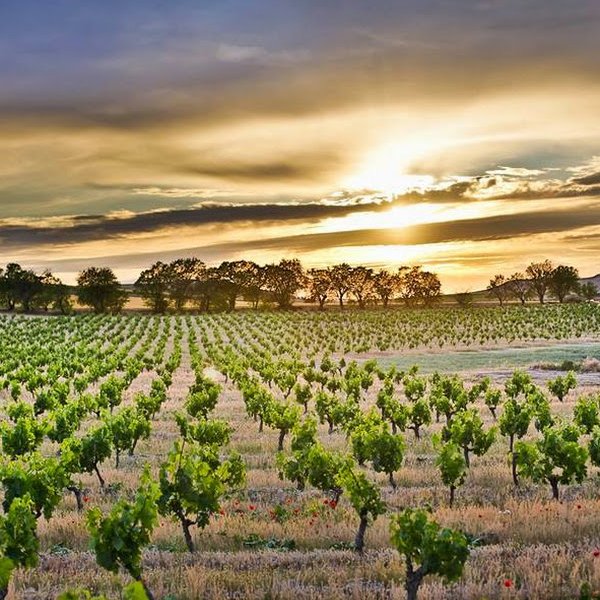 Finca Cardaba vi&ntilde;edo - Segovia - Dop Valtiendas