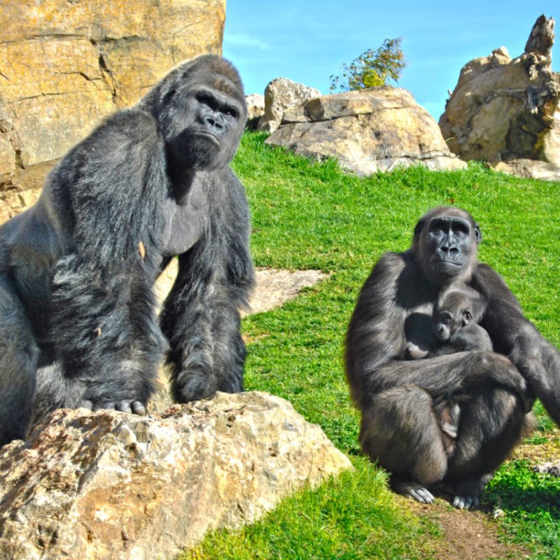 Bioparc Valencia entradas