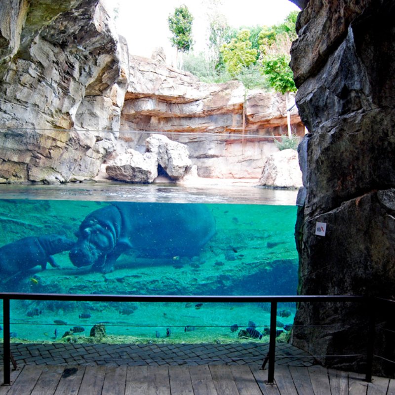 Bioparc Valencia entradas