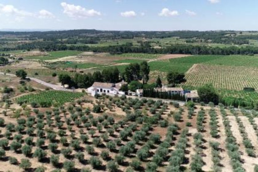 Enoturismo Utiel-Requena desde Valencia