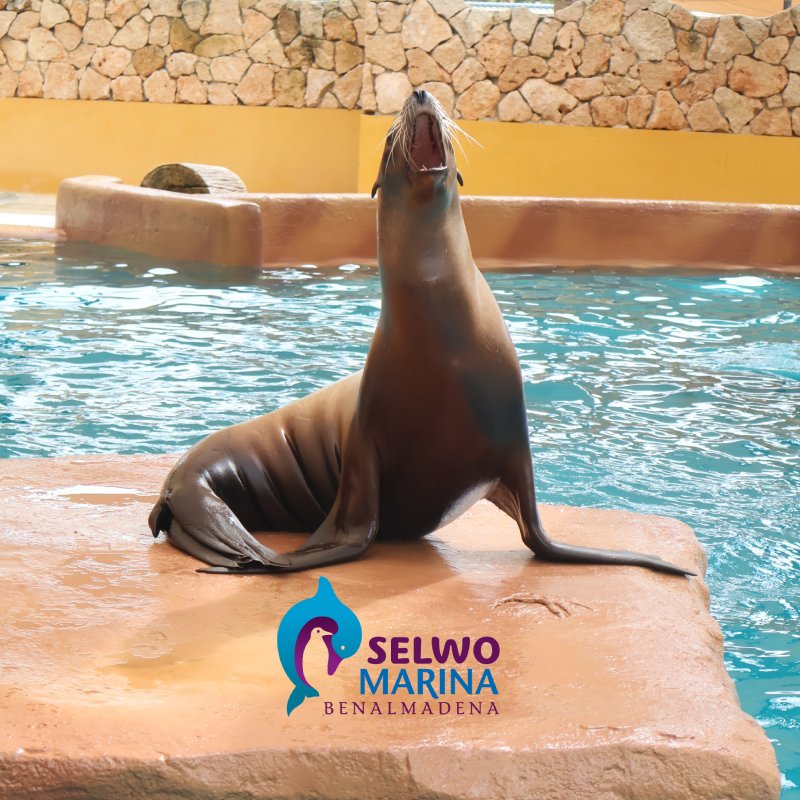 Selwo Marina