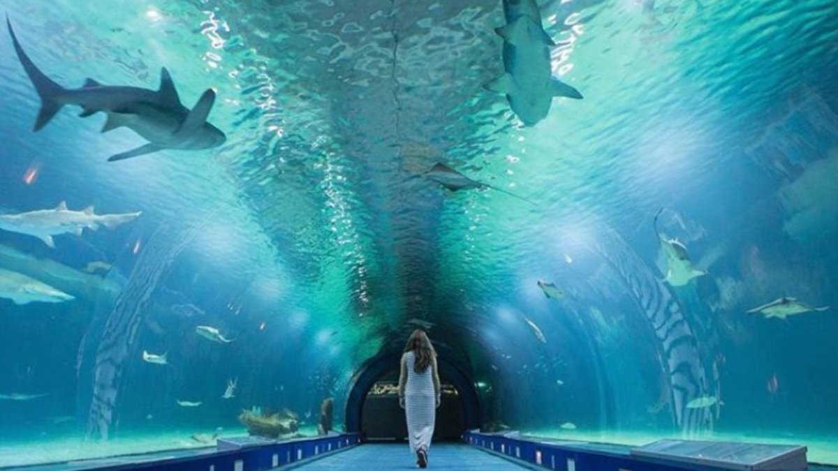 Oceanogràfic Valencia, acuario más grande de Europa