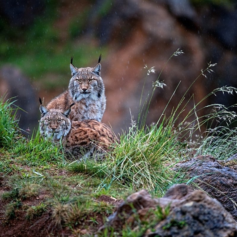 PARQUE CABARCENO - Parque de la Naturaleza - Entradas online desde 25€