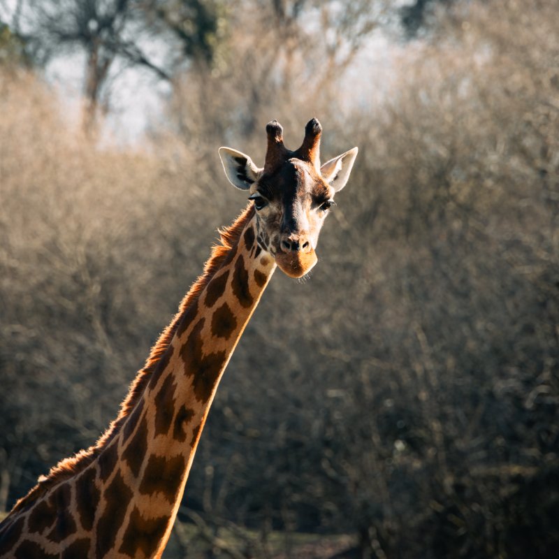 PARQUE CABARCENO - Parque de la Naturaleza - Entradas online desde 25€
